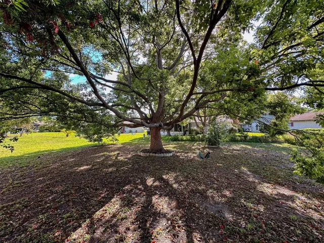 This tree is waiting for someone to climb it!