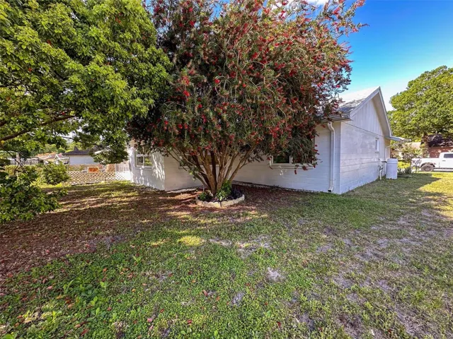 Bottle Brush Tree