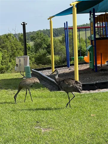 Community Playground with Wild Life