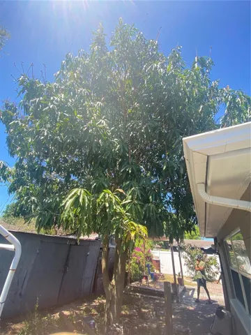 Mature Mango Tree