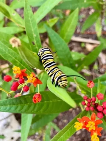 Butterfly garden