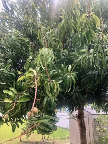 mango tree