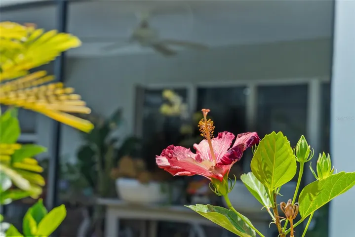 REAR EXTERIOR - Closeup of Hibiscus flower