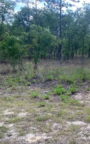 Not heavily wooded