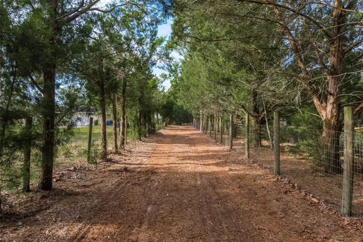 Gorgeous Cedar Tree Lined Driveway