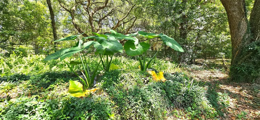 Fenced backyard, above ground pool, wood deck, screened in lanai