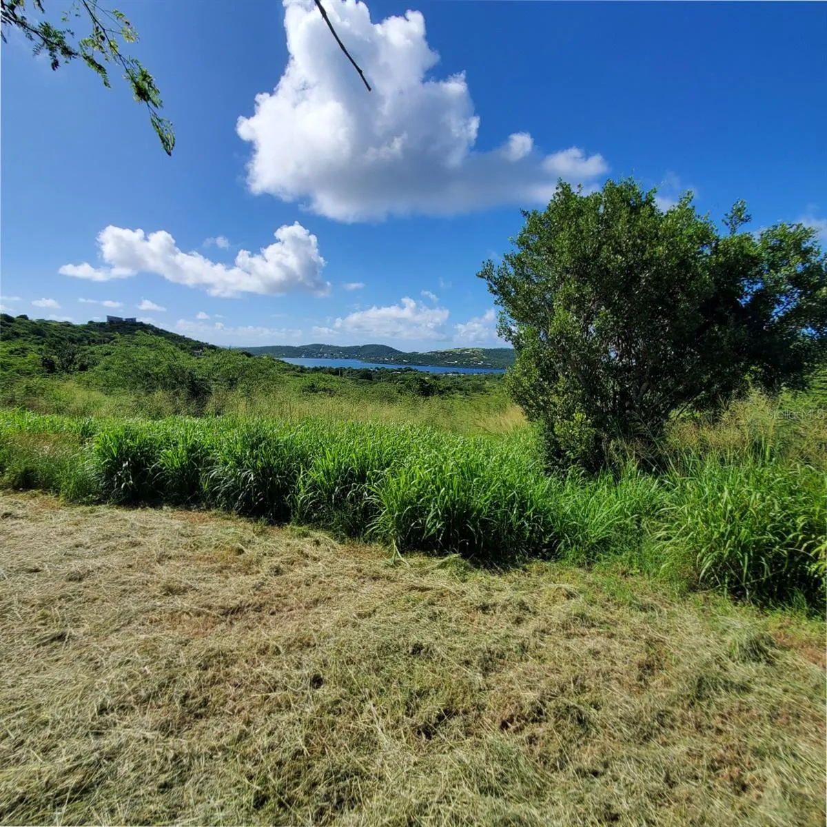 View/Clearing