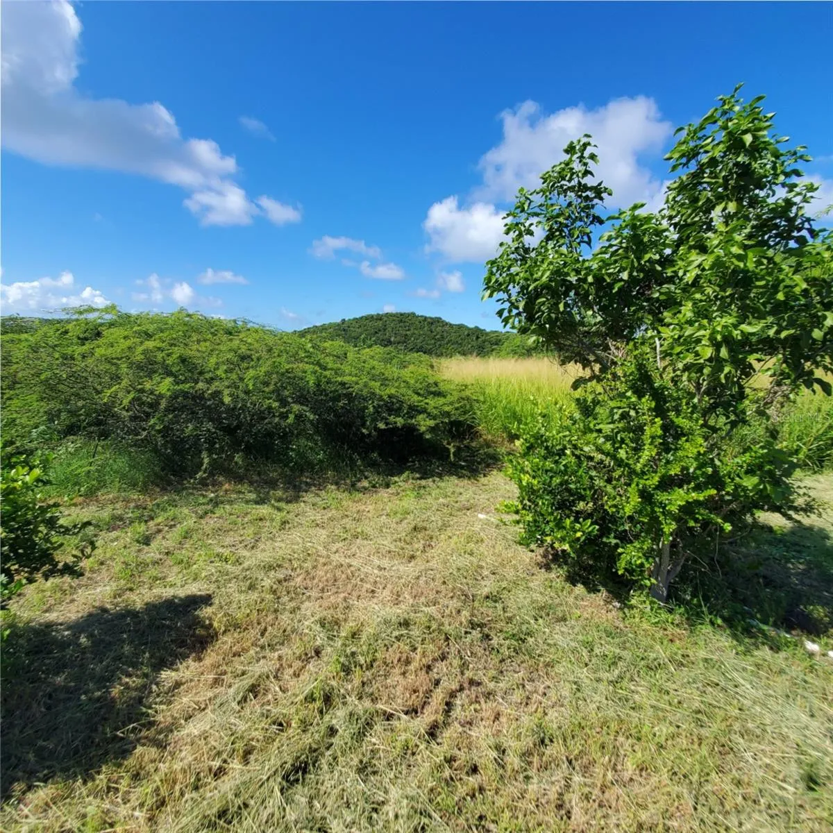 Clearing/Hills of Brava