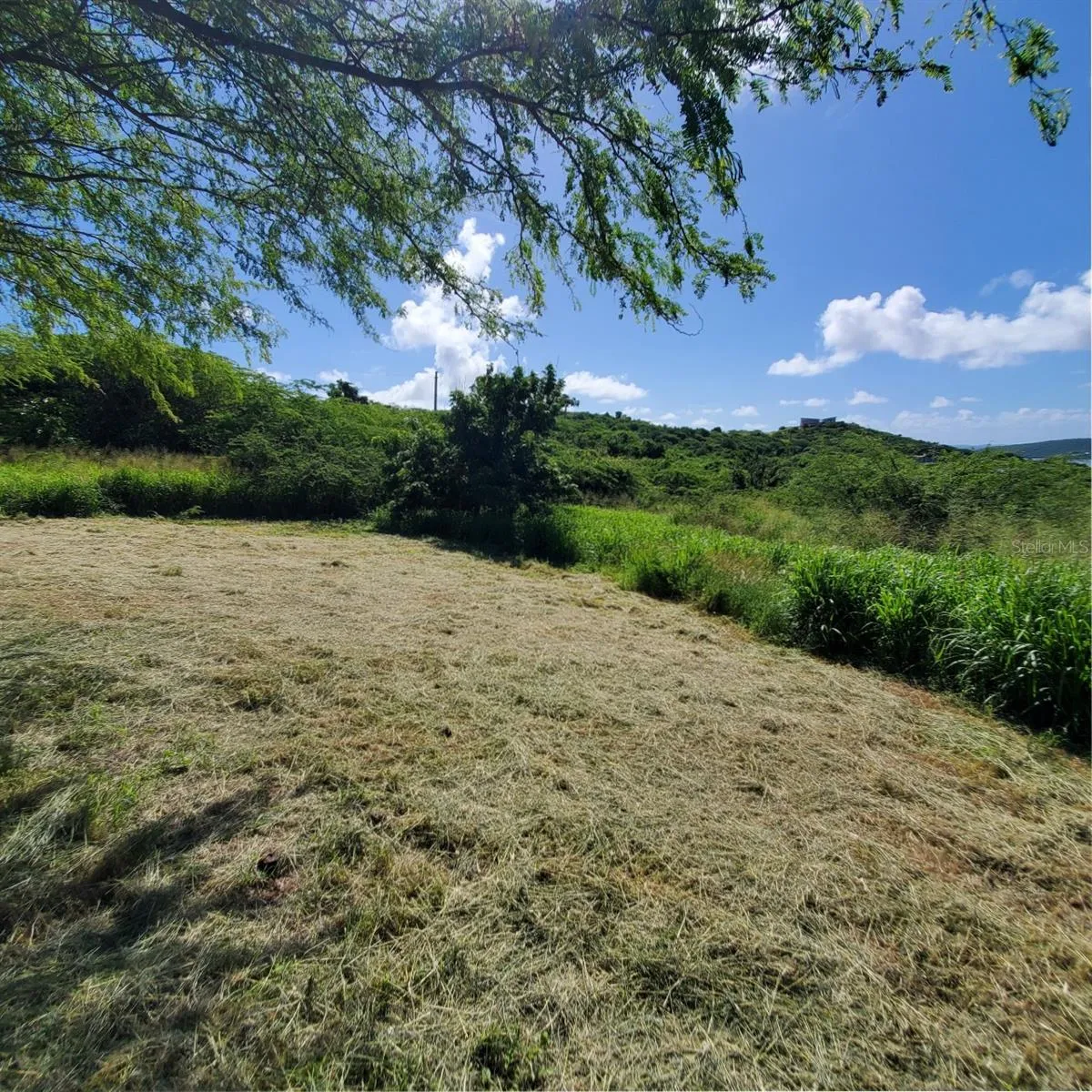 Clearing/Hills of Brava