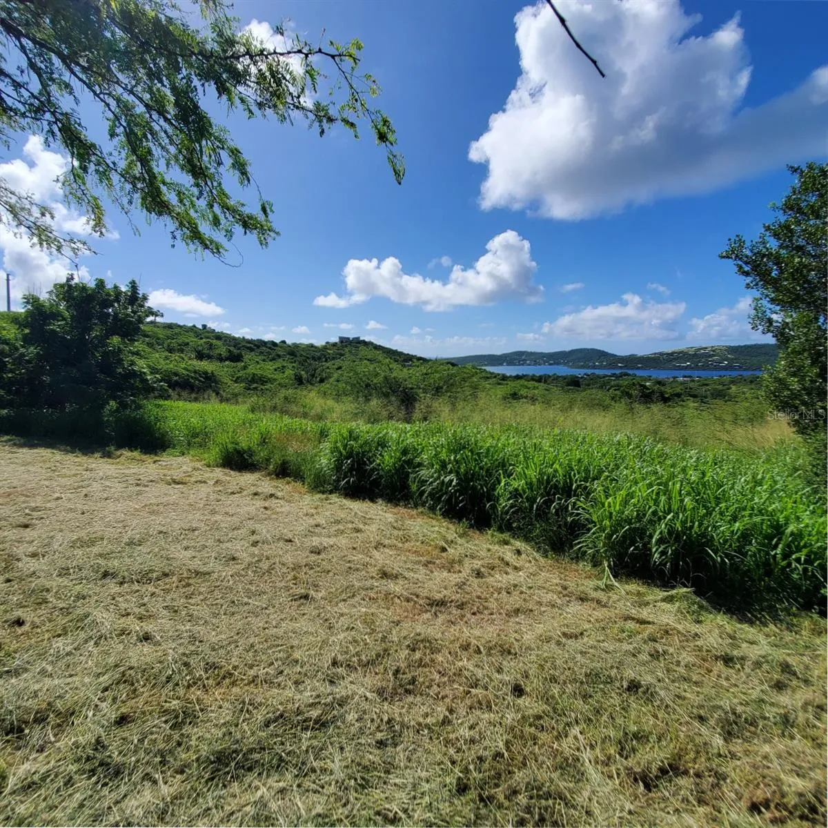 View/Clearing