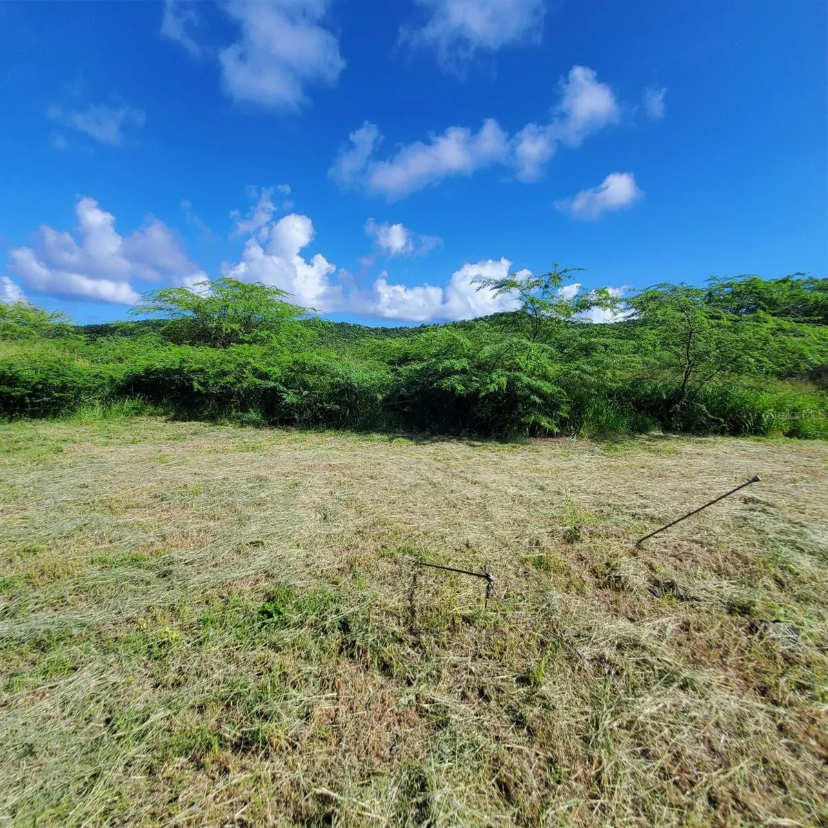 Clearing/Hills of Brava