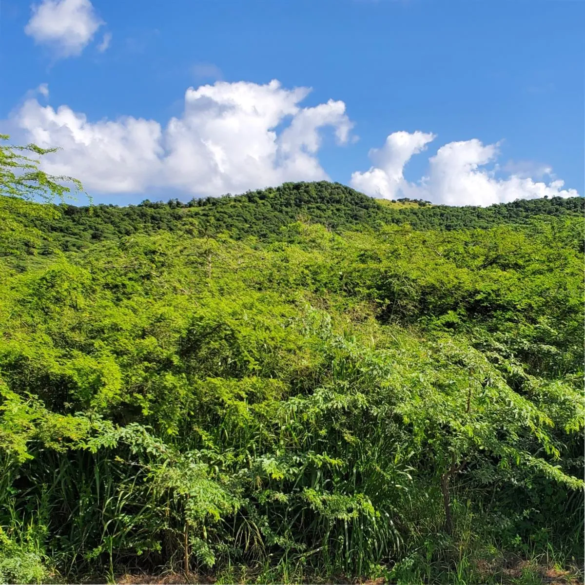Hills of Brava