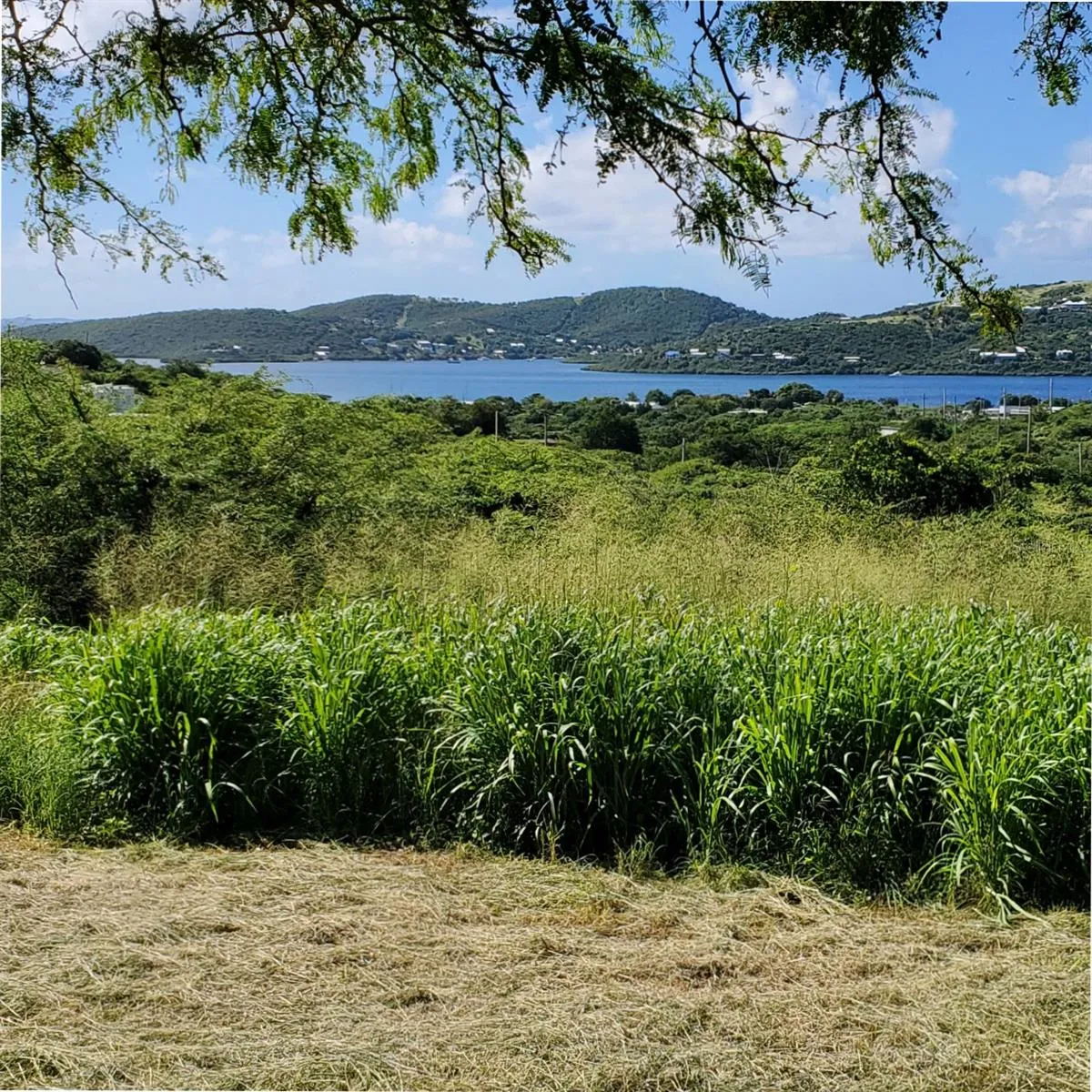 View/Clearing