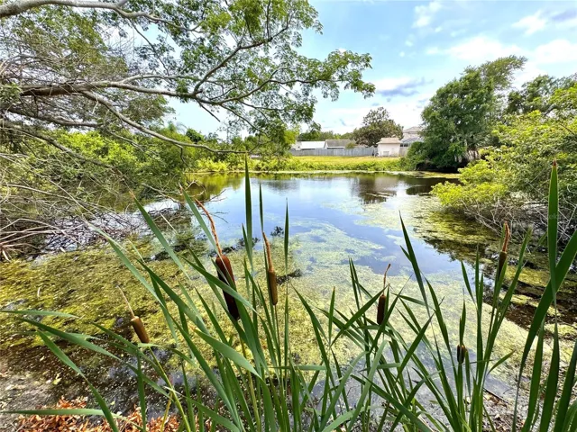 Pond