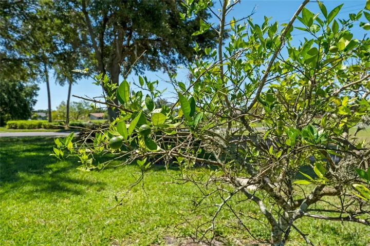 Citrus trees