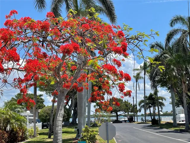 Beauty in the Park-Royal Poinciana