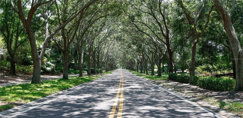 Tree Lined Streed