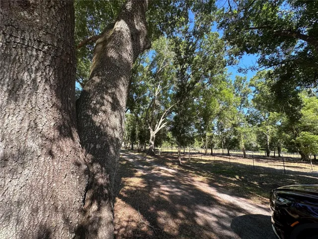 Beautiful Oak trees