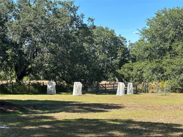 Protected  Fruit trees