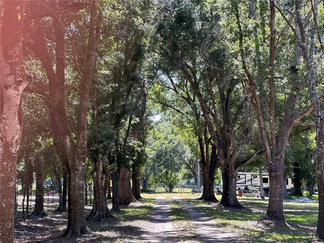 Sun shining through trees
