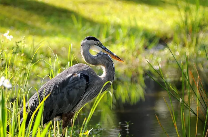 Beautiful wildlife is found throughout the community