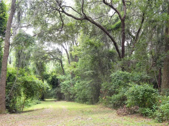 Old Florida Woods