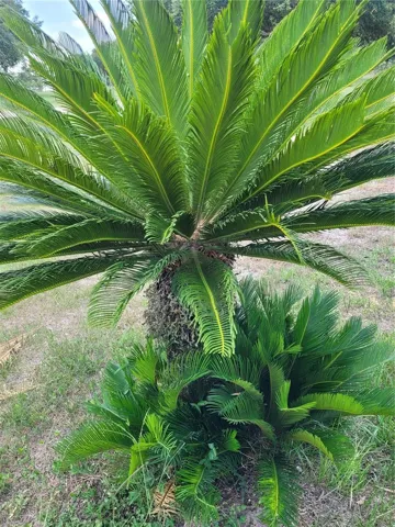 Sago Palm
