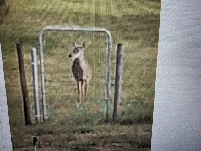 real deer in yard