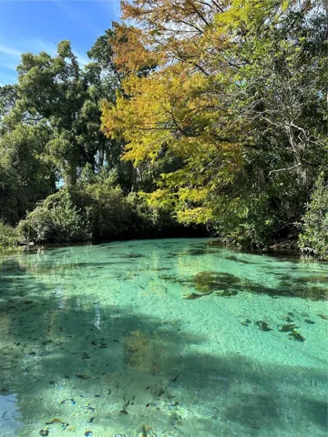 Weeki Wachee Springs, 40 min drive from home.