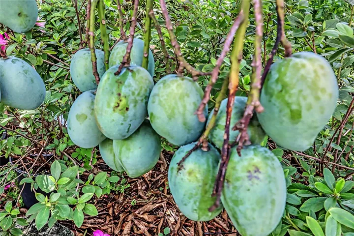 Fruit trees