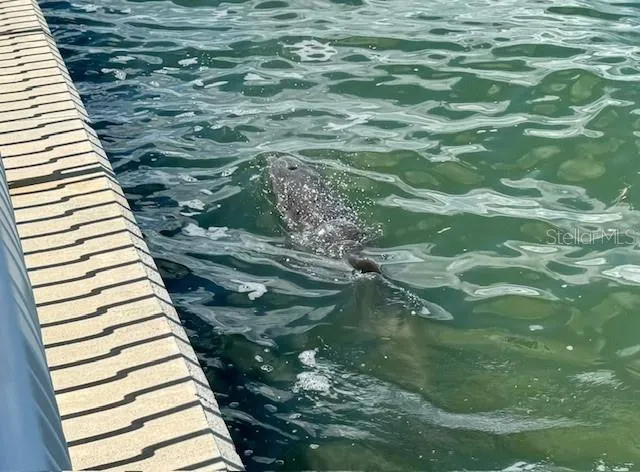 The neighbor - Dolphin