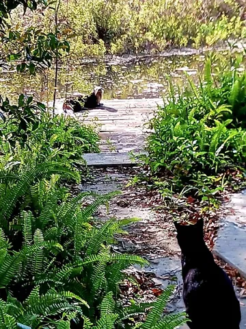 Past picture of the pond.
