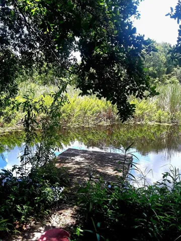 Pond picture from the past.