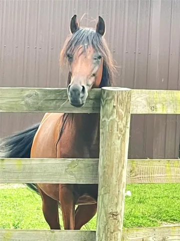 Happy horse!