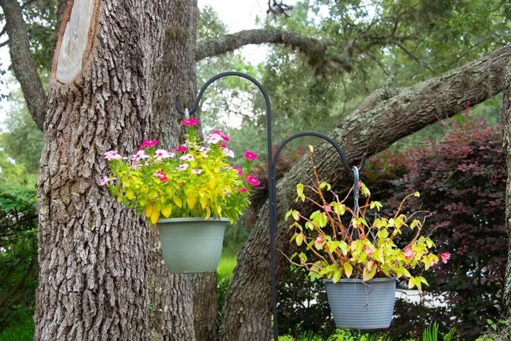 Mature trees and bushes