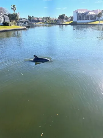 dolphin