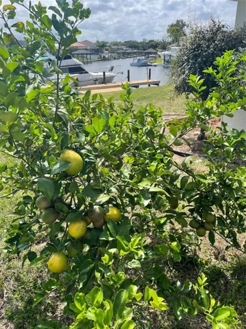 Lemon tree