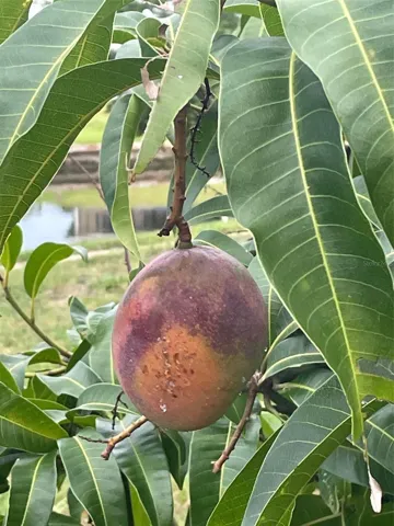 Mango tree