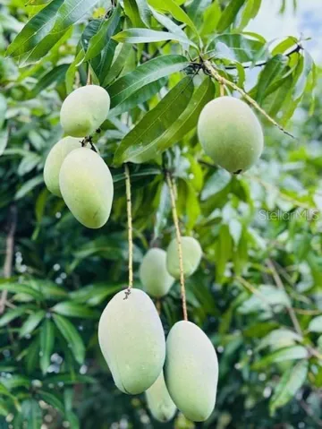Mangos