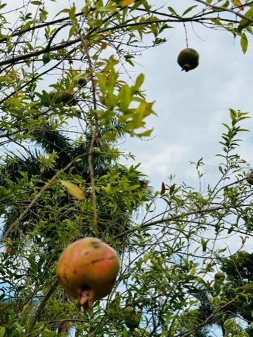 Granada/ Pomegranate