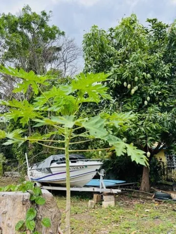 Papaya