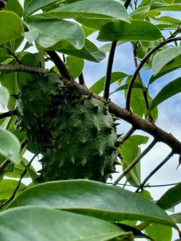 Guanabana / Soursop
