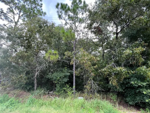 Mature Pines and Oak Trees