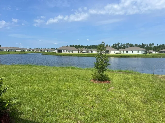 View from the Back Yard