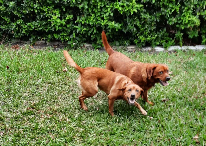 Dog Friendly Yard! This is a photo of Rainy (the slighter one) playing with Reba (more beefy Fox Red Lab neighbor) in the yard here at 3358 Seaway!