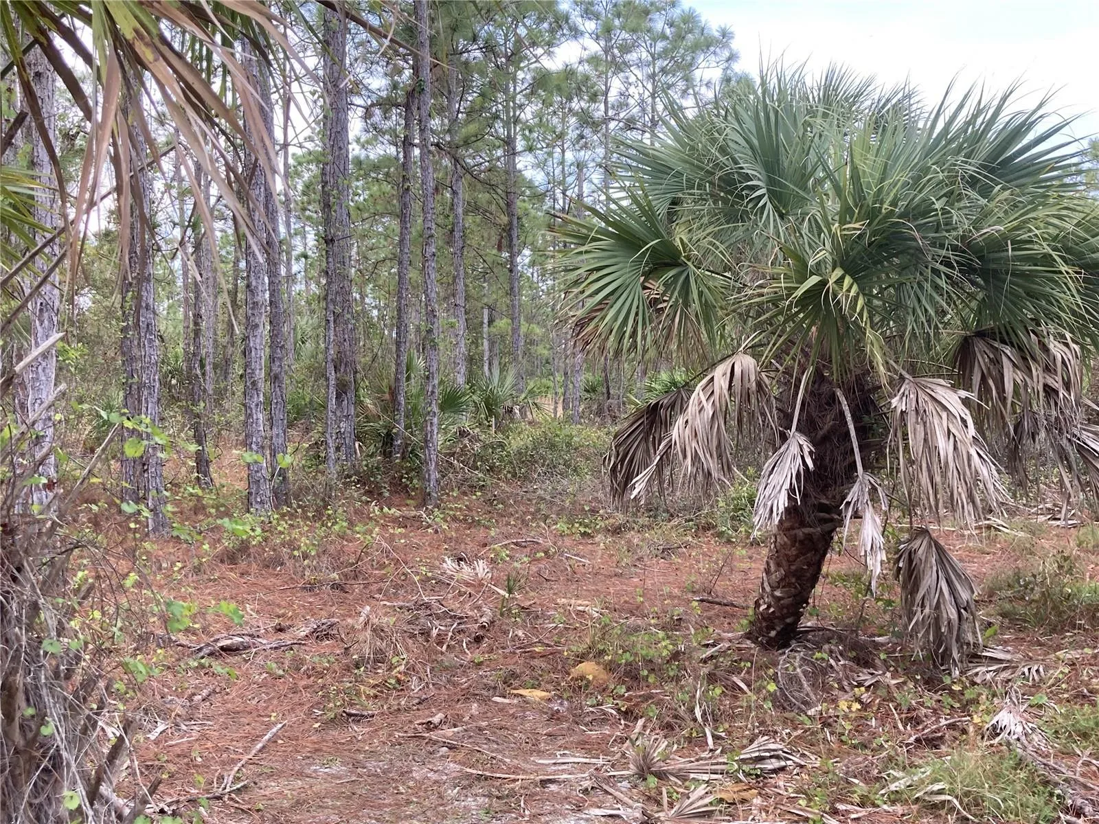 26373 & 26377 Deer Rd, Punta Gorda, Florida 33955, ,Land,For Sale,DEER,C7497190