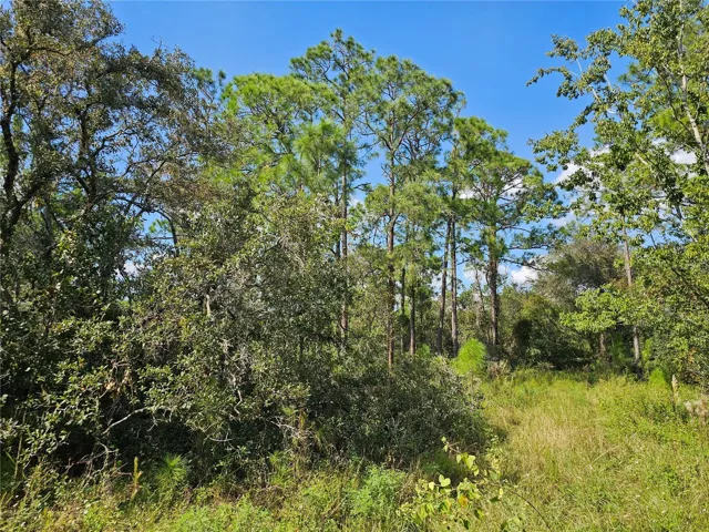 Dirt road is overgrown with grass. A shell rock road leads to the entrance of Orchid Place.