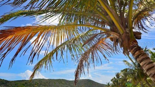 Flamenco Beach Palm Tree