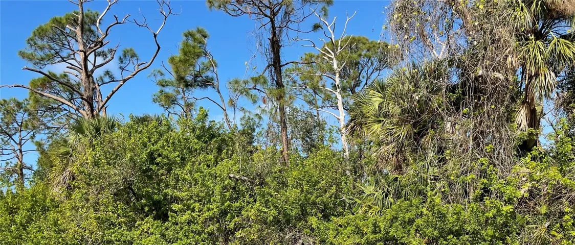 Beautiful Wooded Lot