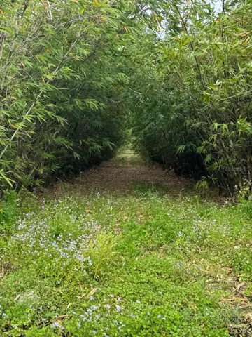 Looking into row from front of property